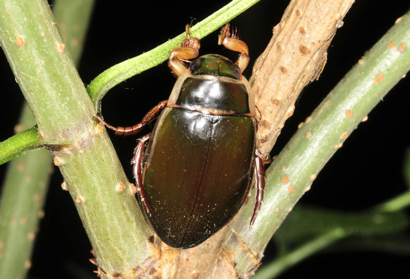 Dytiscus sp.